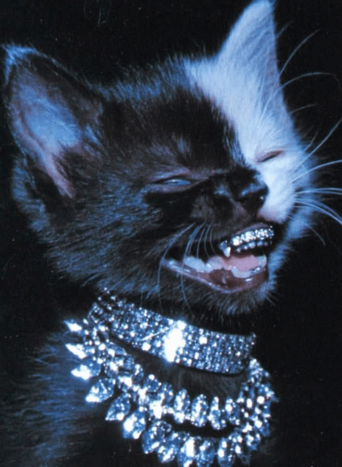 My chosen AstroCodes avatar: a black-and-white cat wearing a silver collar